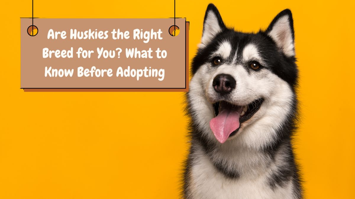 Are Huskies the Right Breed for You? What to Know Before Adopting