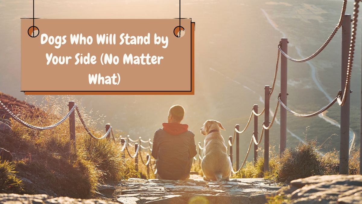 Dogs Who Will Stand by Your Side (No Matter What)