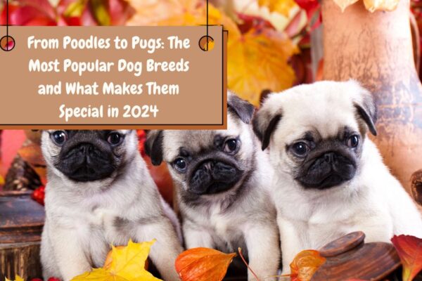 From Poodles to Pugs: The Most Popular Dog Breeds and What Makes Them Special in 2024