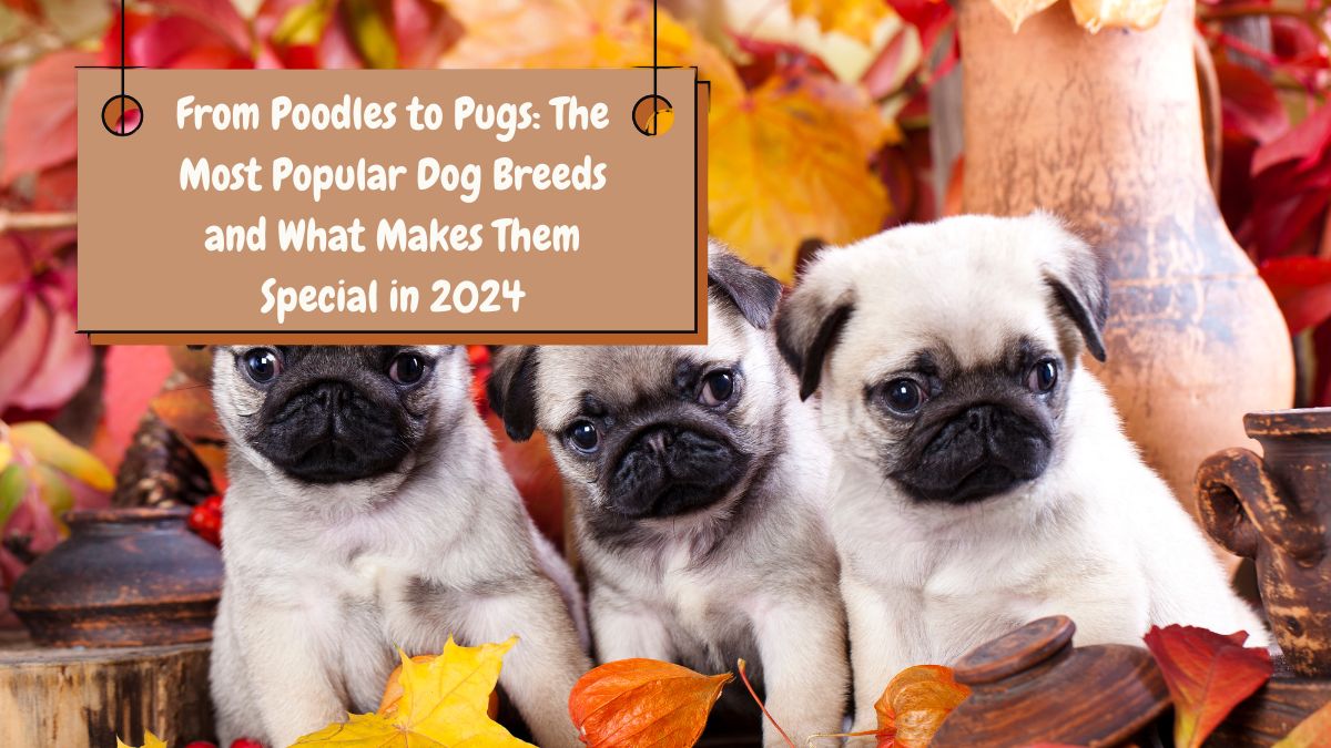 From Poodles to Pugs: The Most Popular Dog Breeds and What Makes Them Special in 2024