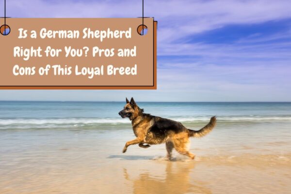 Is a German Shepherd Right for You? Pros and Cons of This Loyal Breed