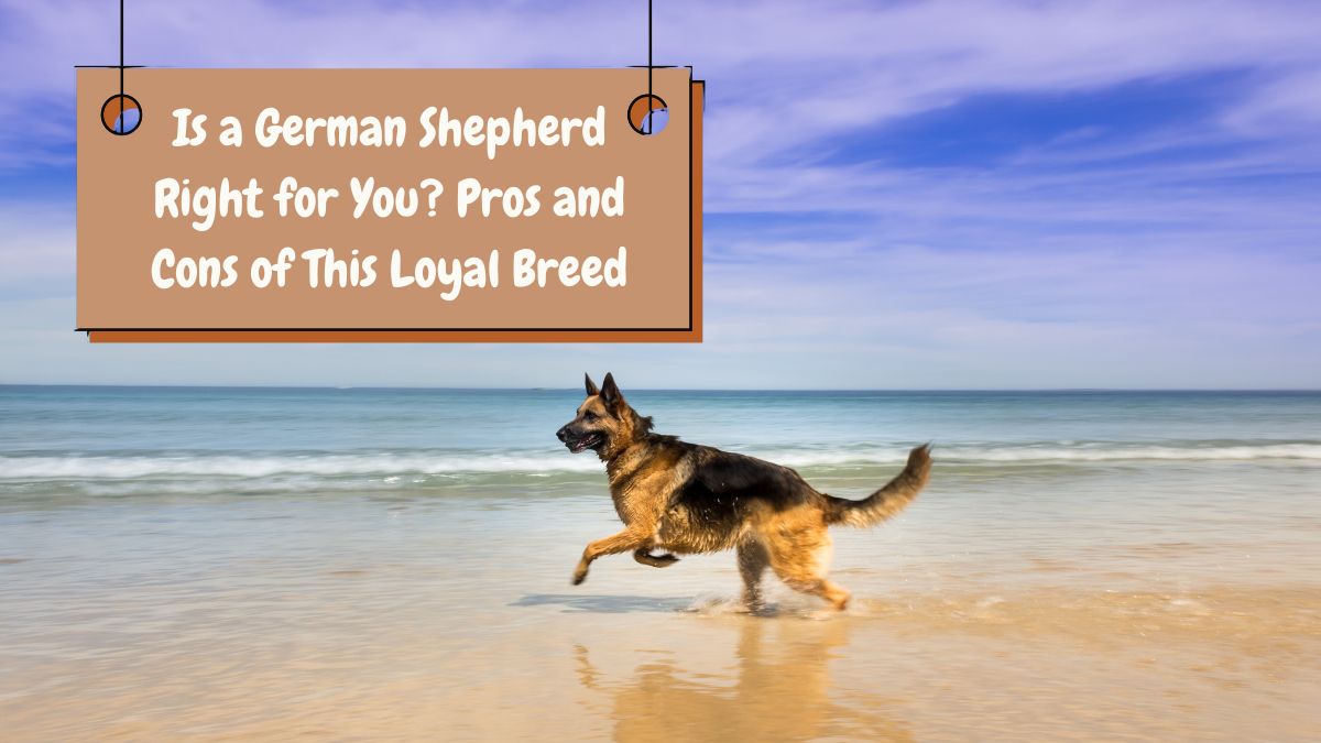 Is a German Shepherd Right for You? Pros and Cons of This Loyal Breed