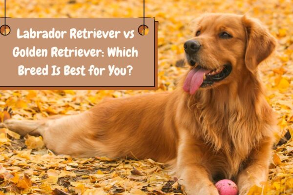 Labrador Retriever vs Golden Retriever: Which Breed Is Best for You?