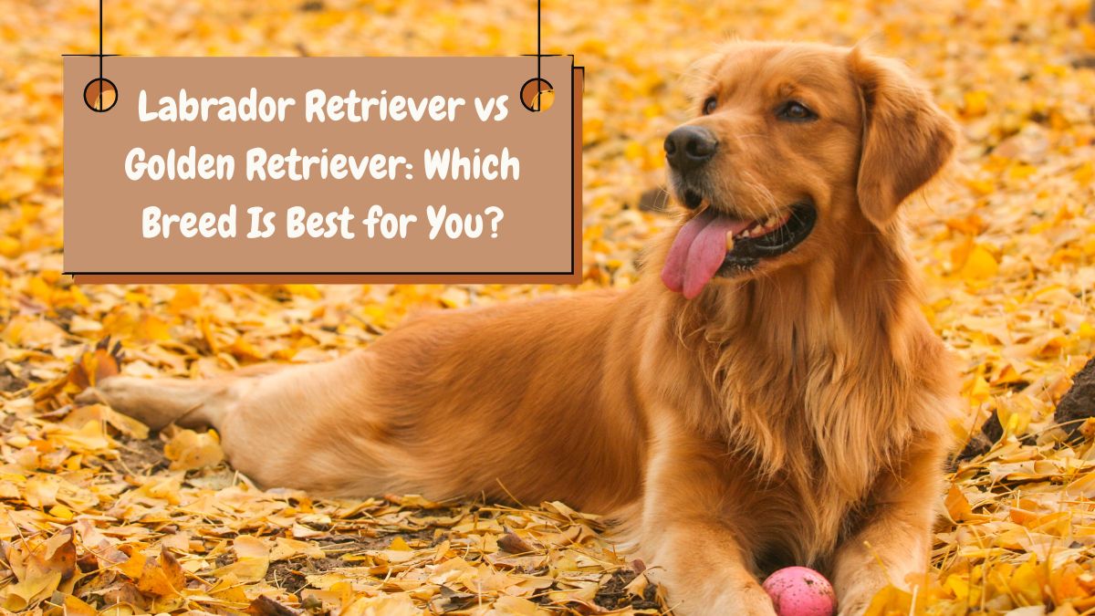 Labrador Retriever vs Golden Retriever: Which Breed Is Best for You?