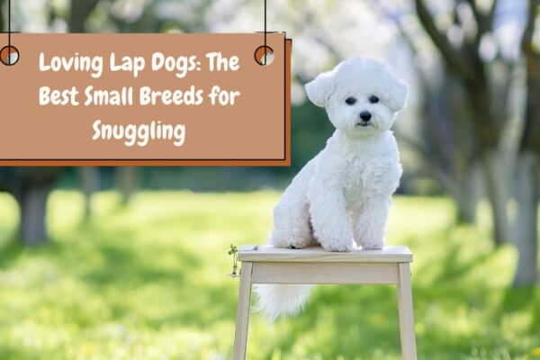 Loving Lap Dogs: The Best Small Breeds for Snuggling