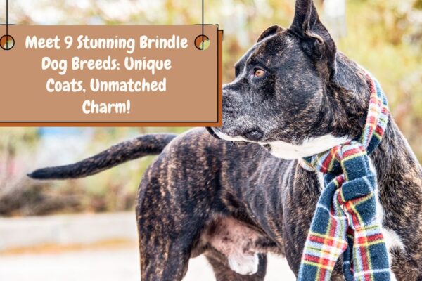 Meet 9 Stunning Brindle Dog Breeds: Unique Coats, Unmatched Charm!