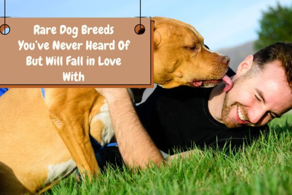 Rare Dog Breeds You’ve Never Heard Of But Will Fall in Love With