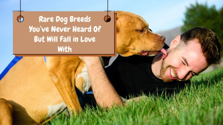 Rare Dog Breeds You’ve Never Heard Of But Will Fall in Love With