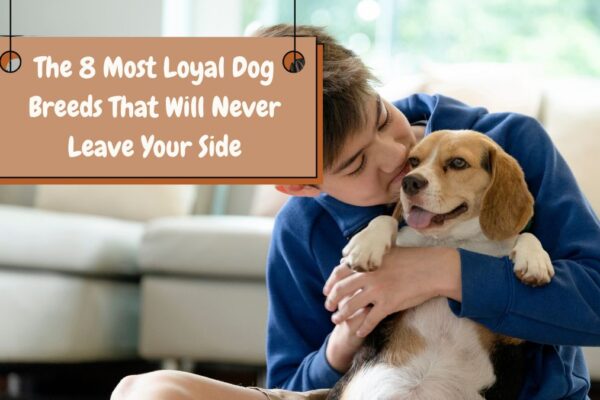 The 8 Most Loyal Dog Breeds That Will Never Leave Your Side