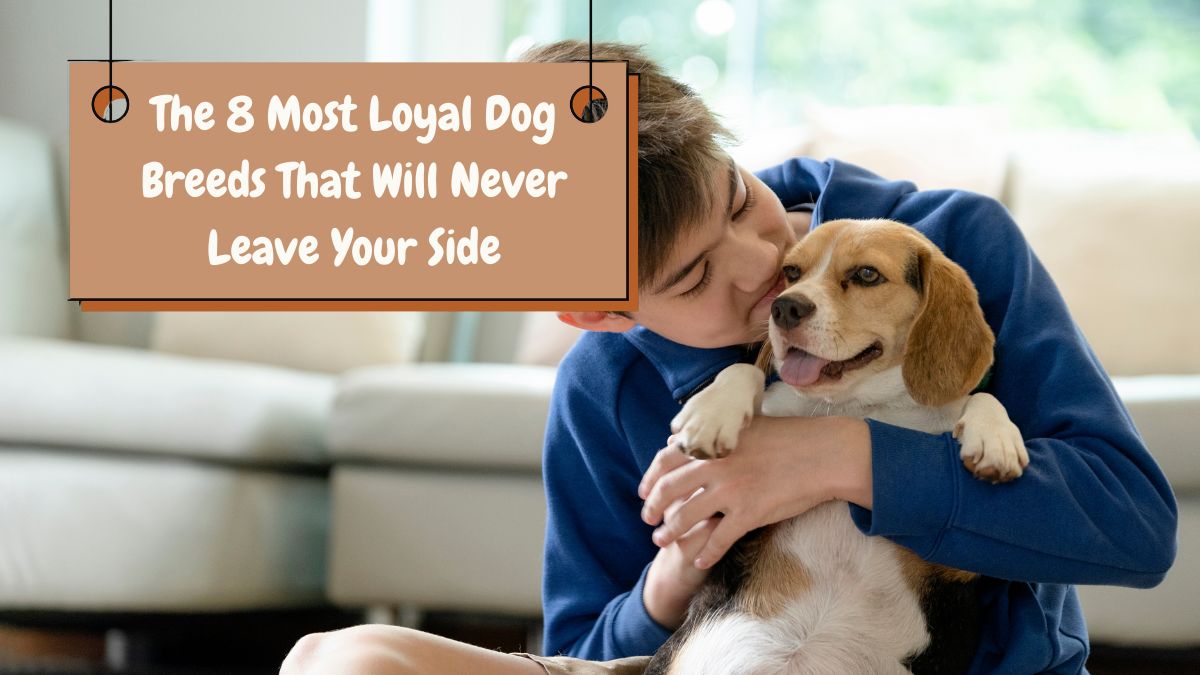 The 8 Most Loyal Dog Breeds That Will Never Leave Your Side