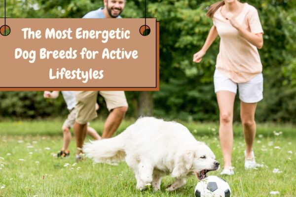 The Most Energetic Dog Breeds for Active Lifestyles