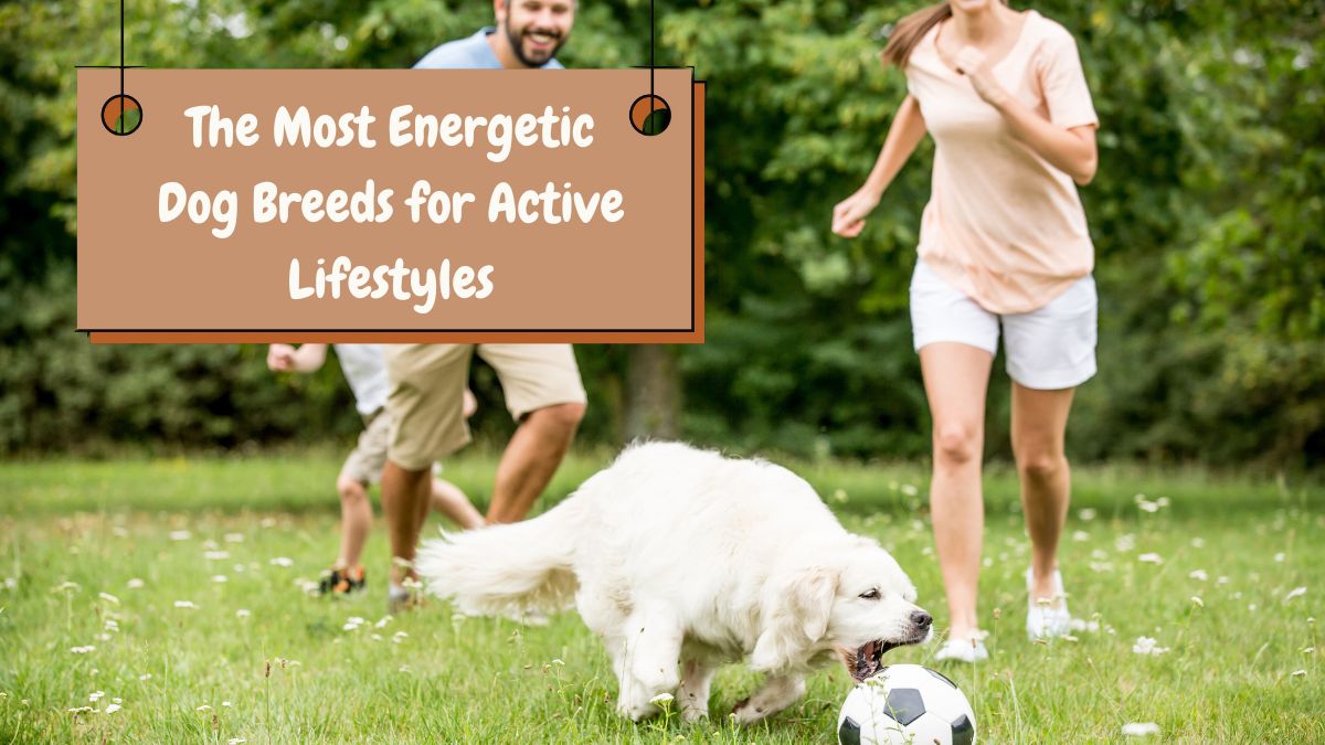 The Most Energetic Dog Breeds for Active Lifestyles