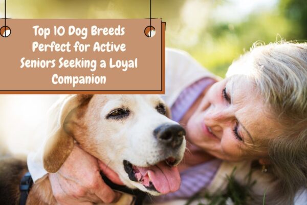 Top 10 Dog Breeds Perfect for Active Seniors Seeking a Loyal Companion