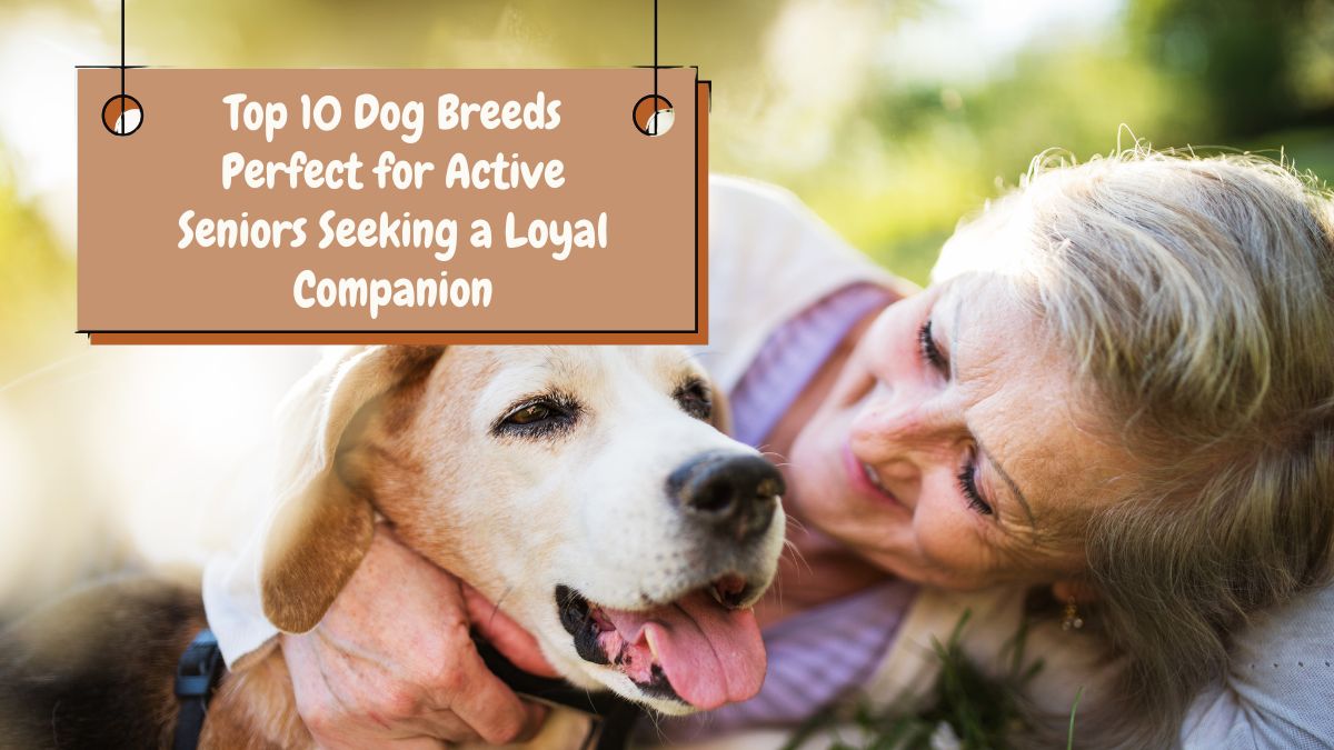 Top 10 Dog Breeds Perfect for Active Seniors Seeking a Loyal Companion