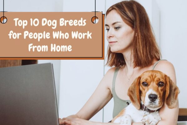 Top 10 Dog Breeds for People Who Work From Home