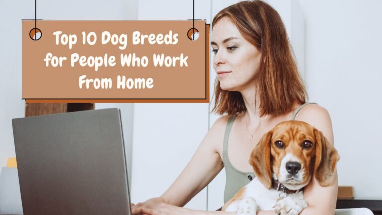 Top 10 Dog Breeds for People Who Work From Home