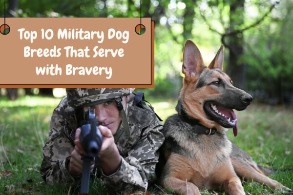 Top 10 Military Dog Breeds That Serve with Bravery