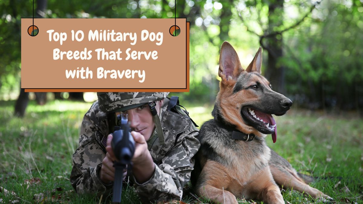 Top 10 Military Dog Breeds That Serve with Bravery