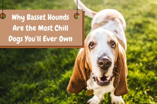 Why Basset Hounds Are the Most Chill Dogs You’ll Ever Own