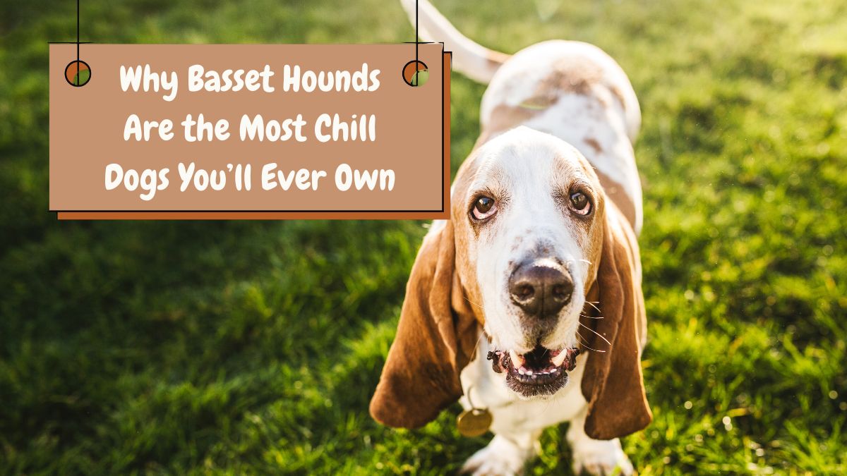 Why Basset Hounds Are the Most Chill Dogs You’ll Ever Own