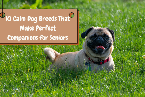 10 Calm Dog Breeds That Make Perfect Companions for Seniors