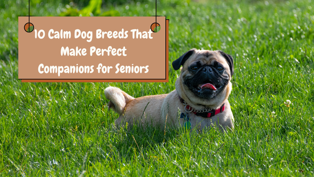 10 Calm Dog Breeds That Make Perfect Companions for Seniors