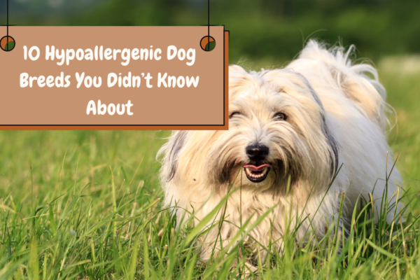 10 Hypoallergenic Dog Breeds You Didn’t Know About