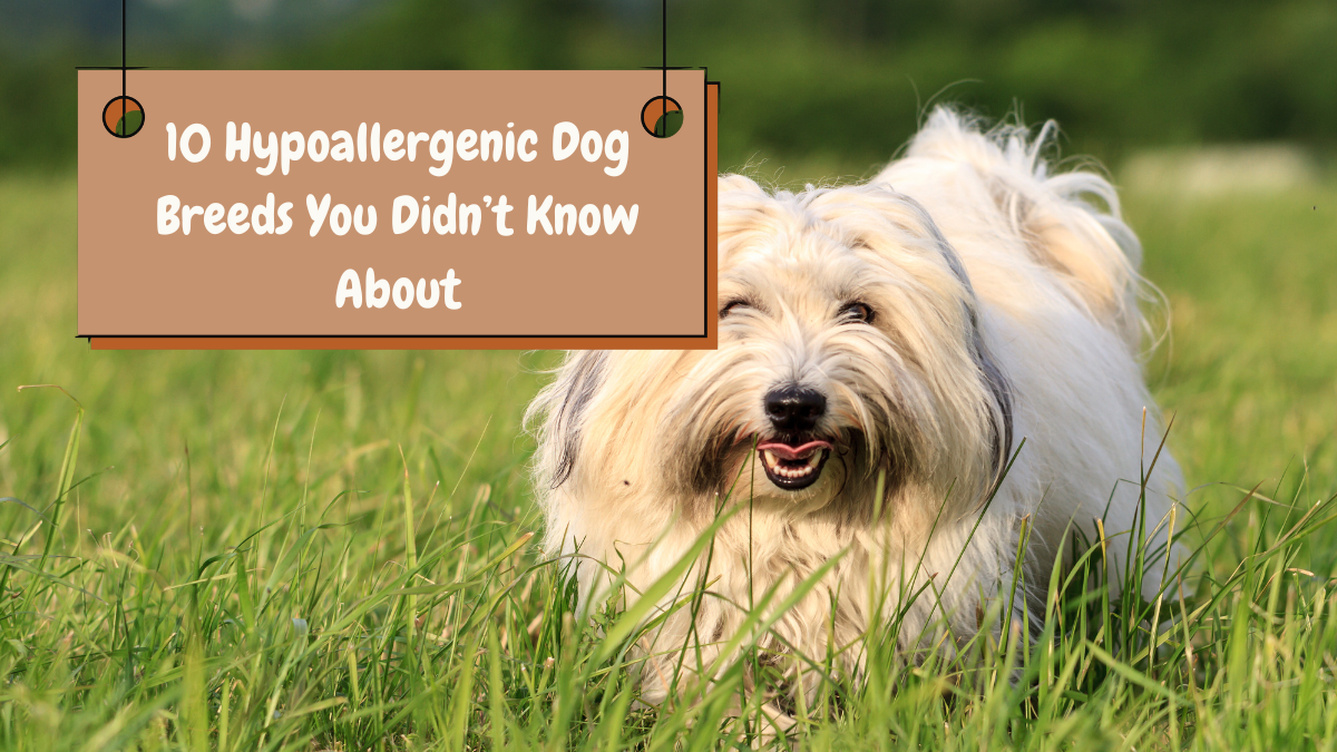 10 Hypoallergenic Dog Breeds You Didn’t Know About