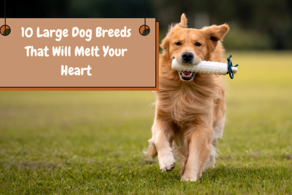 10 Large Dog Breeds That Will Melt Your Heart