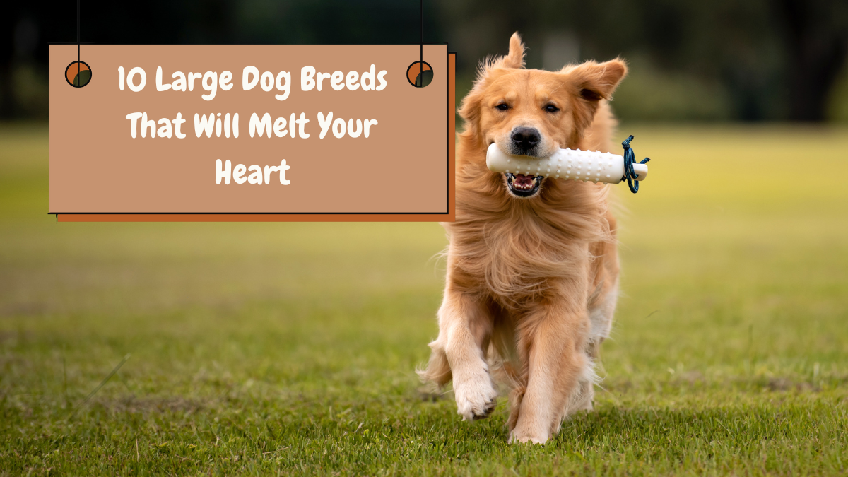 10 Large Dog Breeds That Will Melt Your Heart