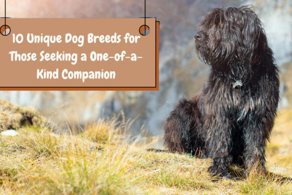 10 Unique Dog Breeds for Those Seeking a One-of-a-Kind Companion