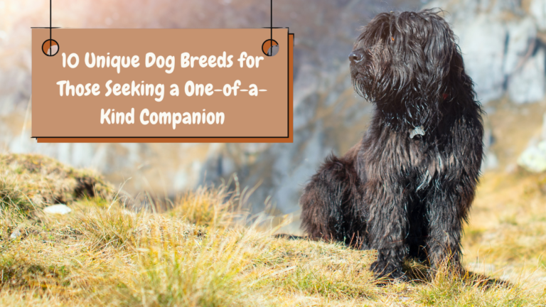 10 Unique Dog Breeds for Those Seeking a One-of-a-Kind Companion