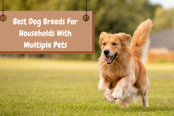 Best Dog Breeds For Households With Multiple Pets