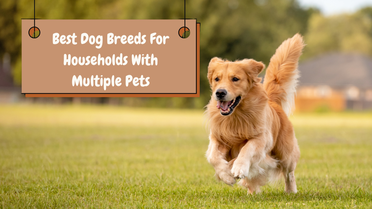 Best Dog Breeds For Households With Multiple Pets