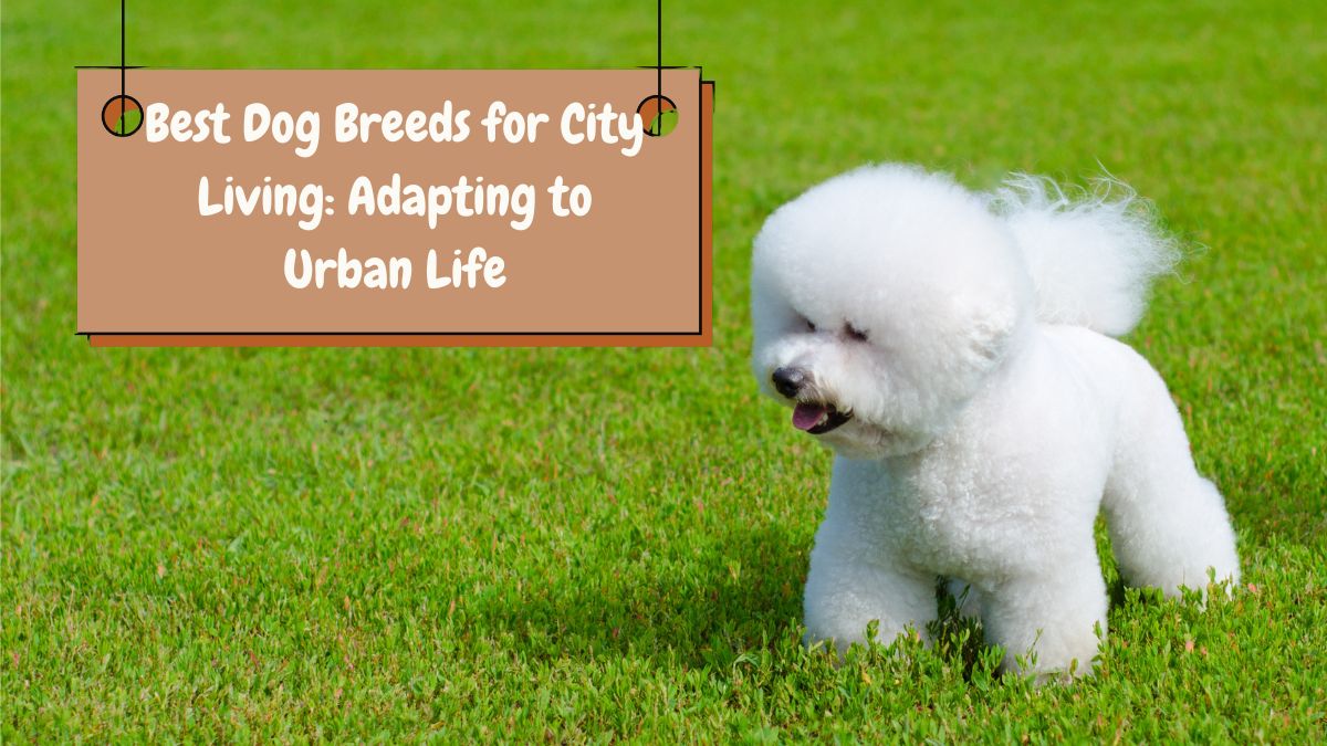 Best Dog Breeds for City Living Adapting to Urban Life