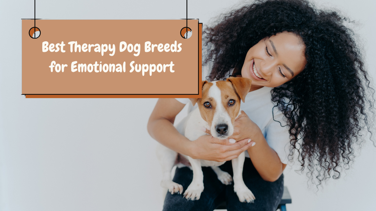 Best Therapy Dog Breeds for Emotional Support: Loyal Companions for Comfort and Healing