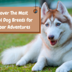 Discover The Most Playful Dog Breeds for Outdoor Adventures