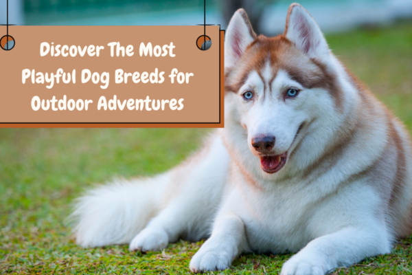 Discover The Most Playful Dog Breeds for Outdoor Adventures