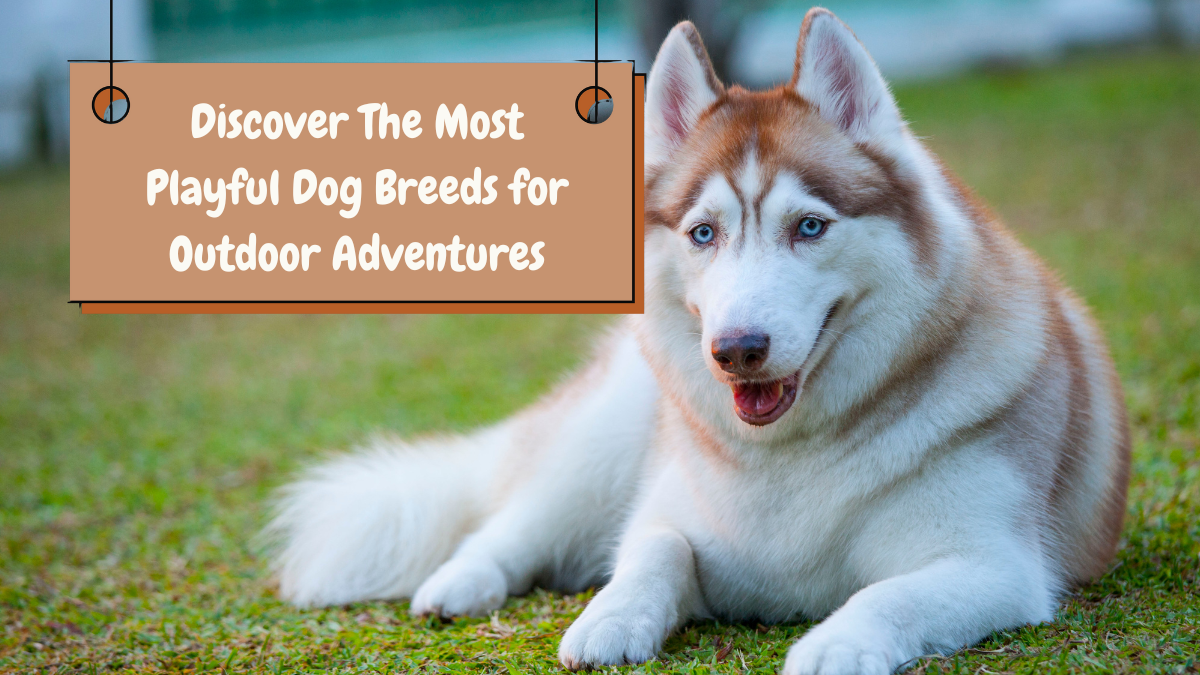 Discover The Most Playful Dog Breeds for Outdoor Adventures