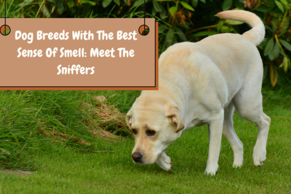 Dog Breeds With The Best Sense Of Smell Meet The Sniffers