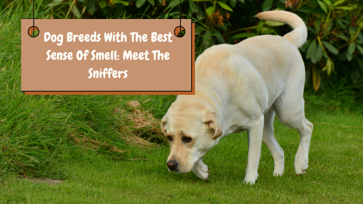 Dog Breeds With The Best Sense Of Smell Meet The Sniffers