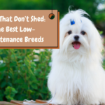 Dogs That Don’t Shed The Best Low-Maintenance Breeds