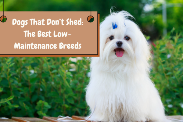 Dogs That Don’t Shed The Best Low-Maintenance Breeds