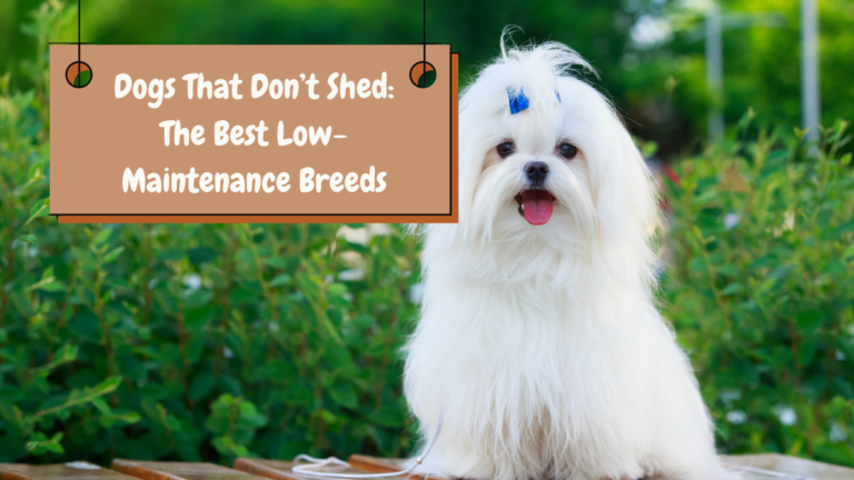 Dogs That Don’t Shed The Best Low-Maintenance Breeds