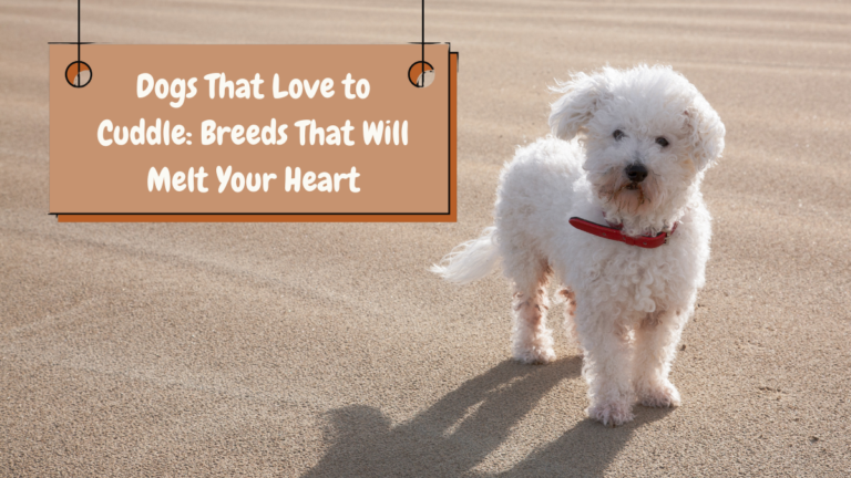 Dogs That Love to Cuddle: Breeds That Will Melt Your Heart