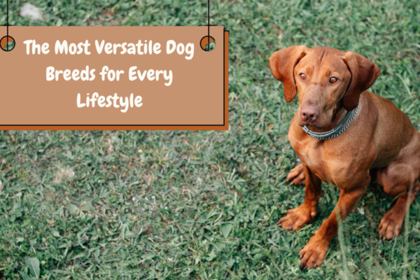 From Couch Potatoes to Athletes: The Most Versatile Dog Breeds for Every Lifestyle