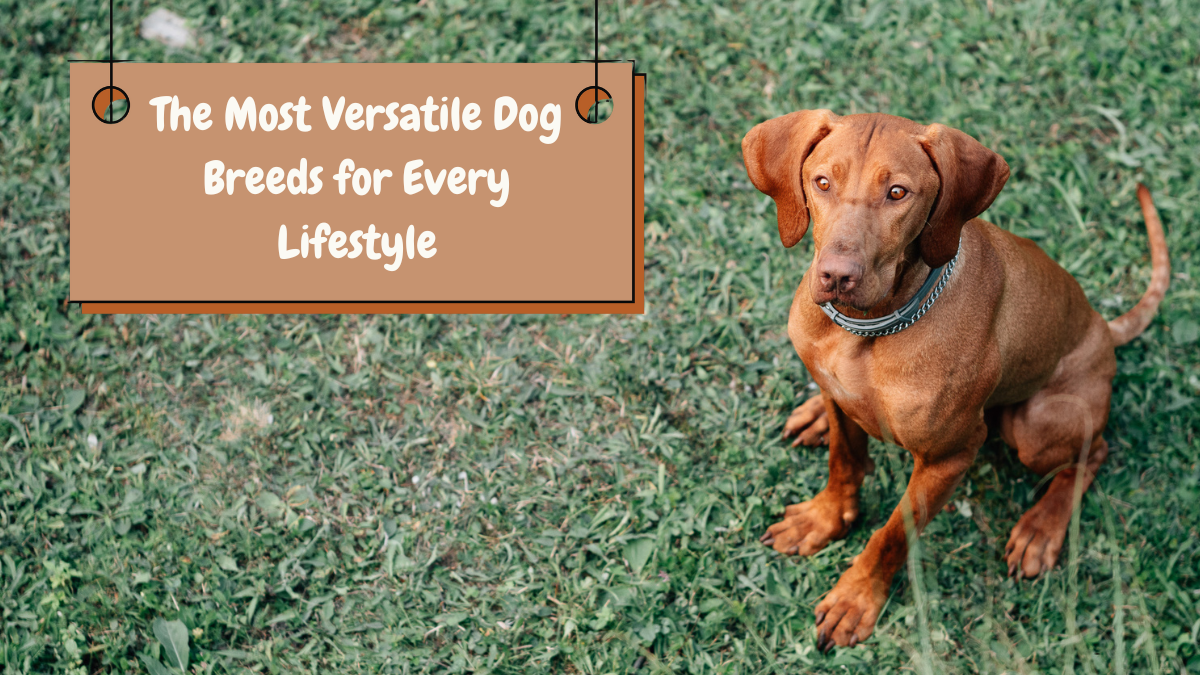 From Couch Potatoes to Athletes: The Most Versatile Dog Breeds for Every Lifestyle