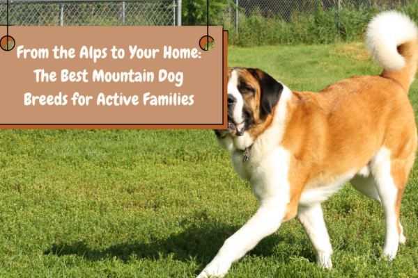 From the Alps to Your Home The Best Mountain Dog Breeds for Active Families