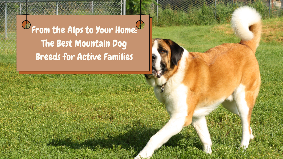 From the Alps to Your Home The Best Mountain Dog Breeds for Active Families