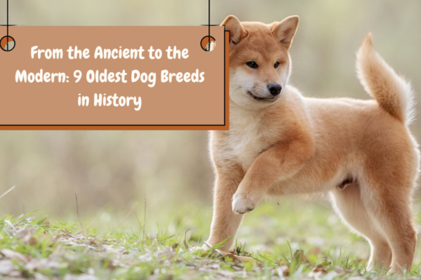 From the Ancient to the Modern 9 Oldest Dog Breeds in History